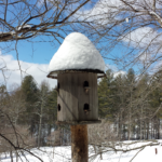 Bird House Covered In Snow