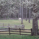 Horse Grazing Garden Area