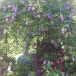 Flowers and Gardening