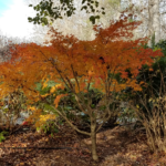Orange Leaves