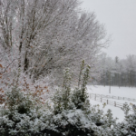 Snow in Bushes