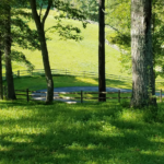 Green Forest